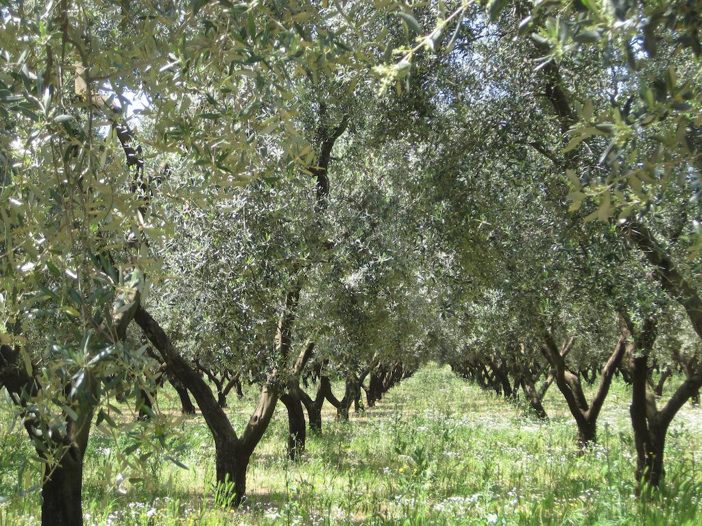 Terreamare Agriturismo Porto Cesareo Εξωτερικό φωτογραφία